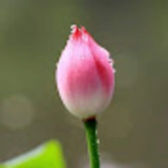 ခင်မောင်မောင်လွင် logo